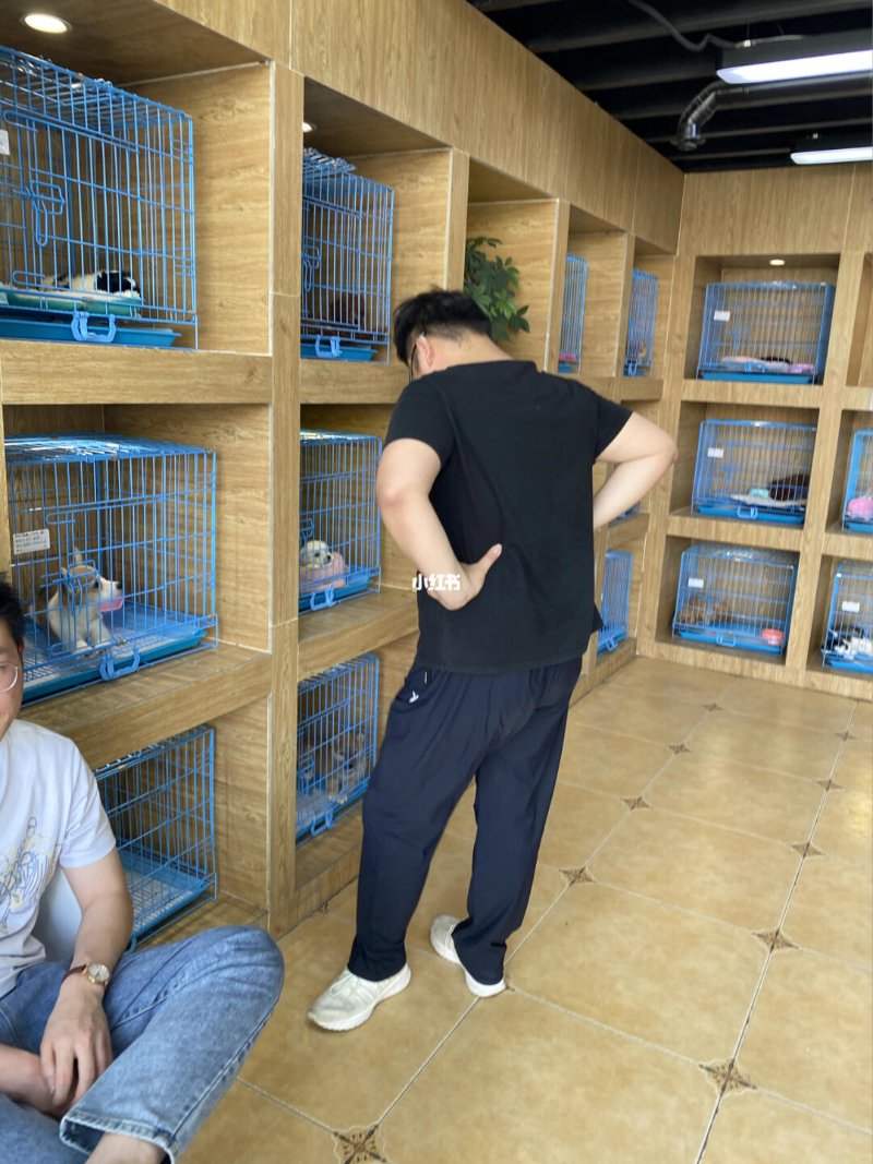 猫舍犬舍
