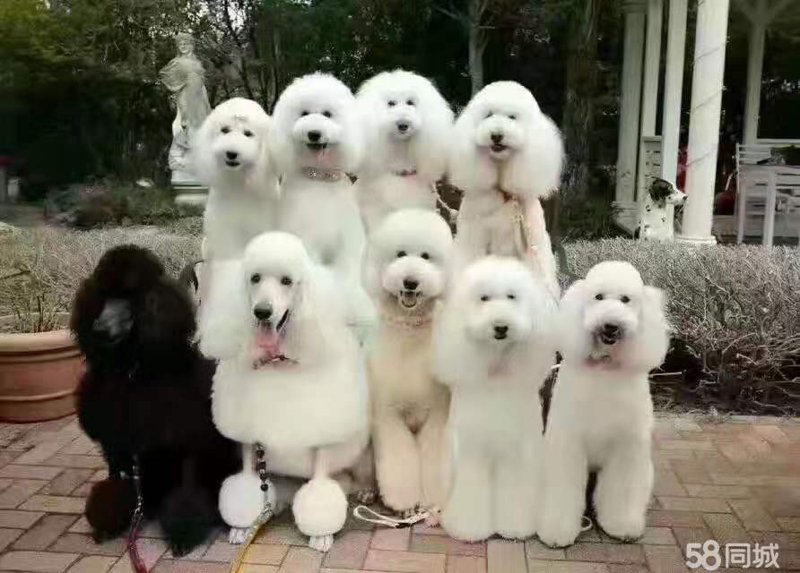 宠物活体销售