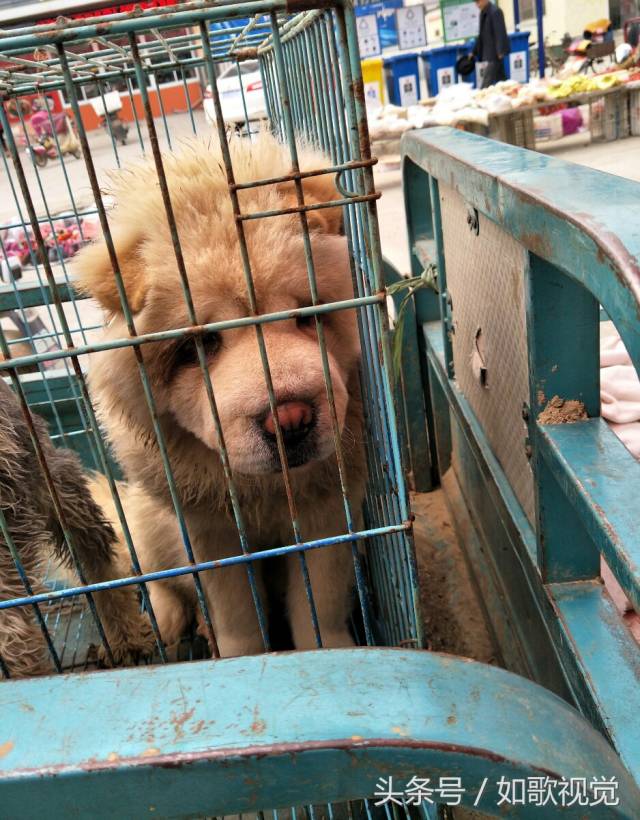 宠物狗出售