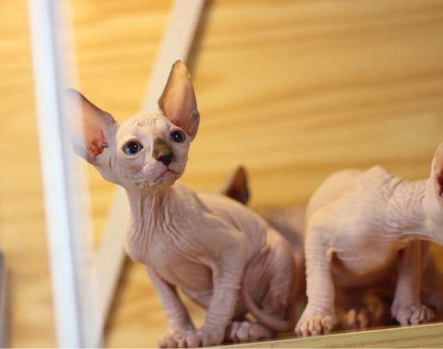 宠物猫出售